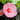 Hibiscus Summerific® 'Edge of Night' (Rose Mallow) OVD