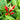 Spigelia marilandica 'Little Red Head'