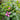 Chelone 'Tiny Tortuga™' (Turtlehead)