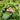 Chelone 'Tiny Tortuga™' (Turtlehead)
