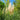 Ornamental Grass: Jet Streams™ (Dwarf Pampas Grass)