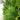 Thuja 'Green Giant' (Western Arborvitae) 