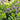 Baptisia australis (False Blue Indigo)