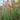 Ornamental Grass: Miscanthus 'Graziella' (Maiden Grass)