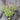 Agastache 'Purple Haze' (Hyssop)