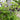 Akebia Chocolate Vine