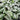 Chinese Wild Ginger