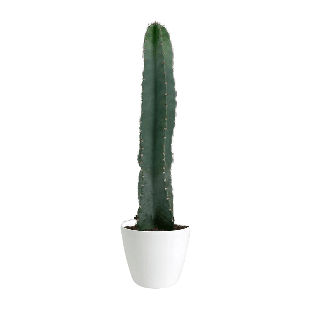 Cereus Peruvianus Medium