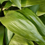 Aspidistra Large – Cast Iron Plant