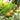 Citrus 'Calamansi' (Calamondin Bush)