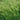Briza Media Quaking Grass