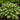 Hosta Shadowland® 'Miss America' 