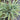 Carex flaccosperma (Blue Sedge)