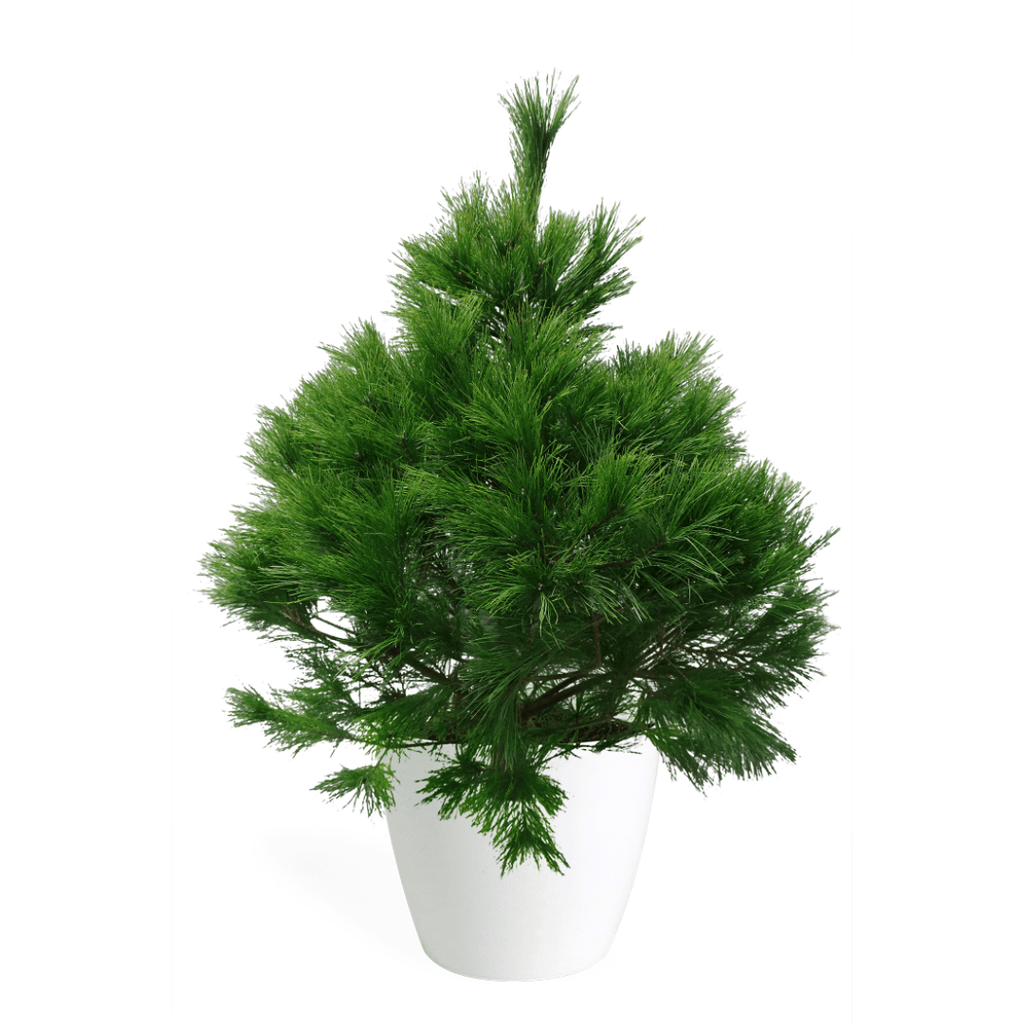 3' Living Eastern White Pine Christmas Tree