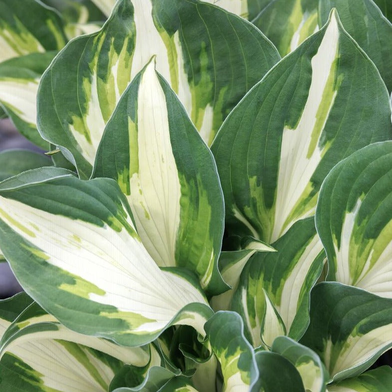 Hosta 'Vulcan'