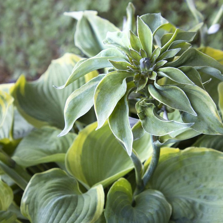 Hosta 'Earth Angel'