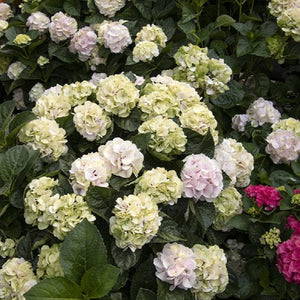 Hydrangea 'Cape Lookout'