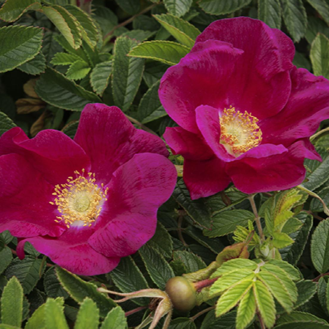 Rugosa Rose Red Seaside Swirl™