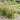 Festuca 'Perfect Edging' (Tall Fescue Grass)