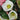 Helleborus x HGC® Ice N' Roses® 'Bianco' (Snow / Lenten Rose) MON