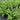 Cyrtomium fortunei (Holly Fern)