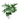 Philodendron Selloum | Xanadu
