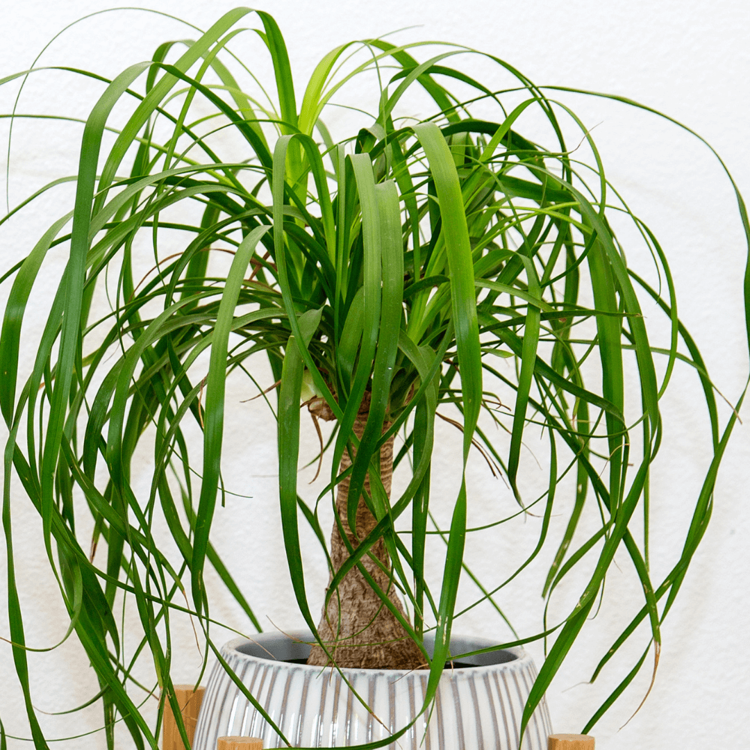 Ponytail Palm Small