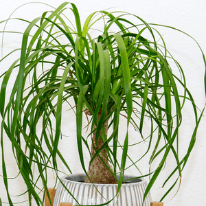 Ponytail Palm Small