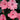 SunPatiens® Compact Blush Pink