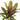 Cordyline Fruticosa Harlequin