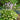 Hosta Shadowland® 'Miss America' 