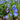 Veronica Waterperry Blue (Low-growing Speedwell)