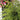 Tsuga canadensis Emerald Fountain® (Canadian Hemlock)
