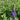 Lobelia siphilitica (Blue Cardinal Flower)