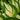 Hosta Shadowland® 'Miss America' 