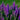 Veronica MAGIC SHOW® 'Purple Illusion' (Speedwell)