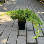 Juniper procumbens 'Nana'