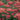 Achillea ''FireflyRed Pop' (Yarrow)