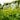 Agastache Poquito™  'Butter Yellow' (Hummingbird Mint)