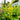 Agastache Poquito™  'Butter Yellow' (Hummingbird Mint)