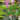 Allium 'Cobolt Millenium'