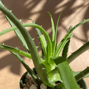 Aloe Vera