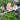 Anemone tomentosa ‘Robustissima’ (Windflower)