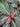 Aphelandra R