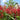 ASTILBE MONTGOMERY