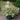 Abelia Suntastic® Pink