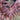 Acer palmatum 'Tamukeyama' (Weeping Cutleaf Japanese Maple)