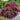 Acer_palmatum_Inaba_shidare JAPANESE LACELEAF MAPLE 1