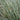 Acorus 'Variegatus' (Variegated Sweet Flag)