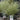 Acorus 'Variegatus' (Variegated Sweet Flag)